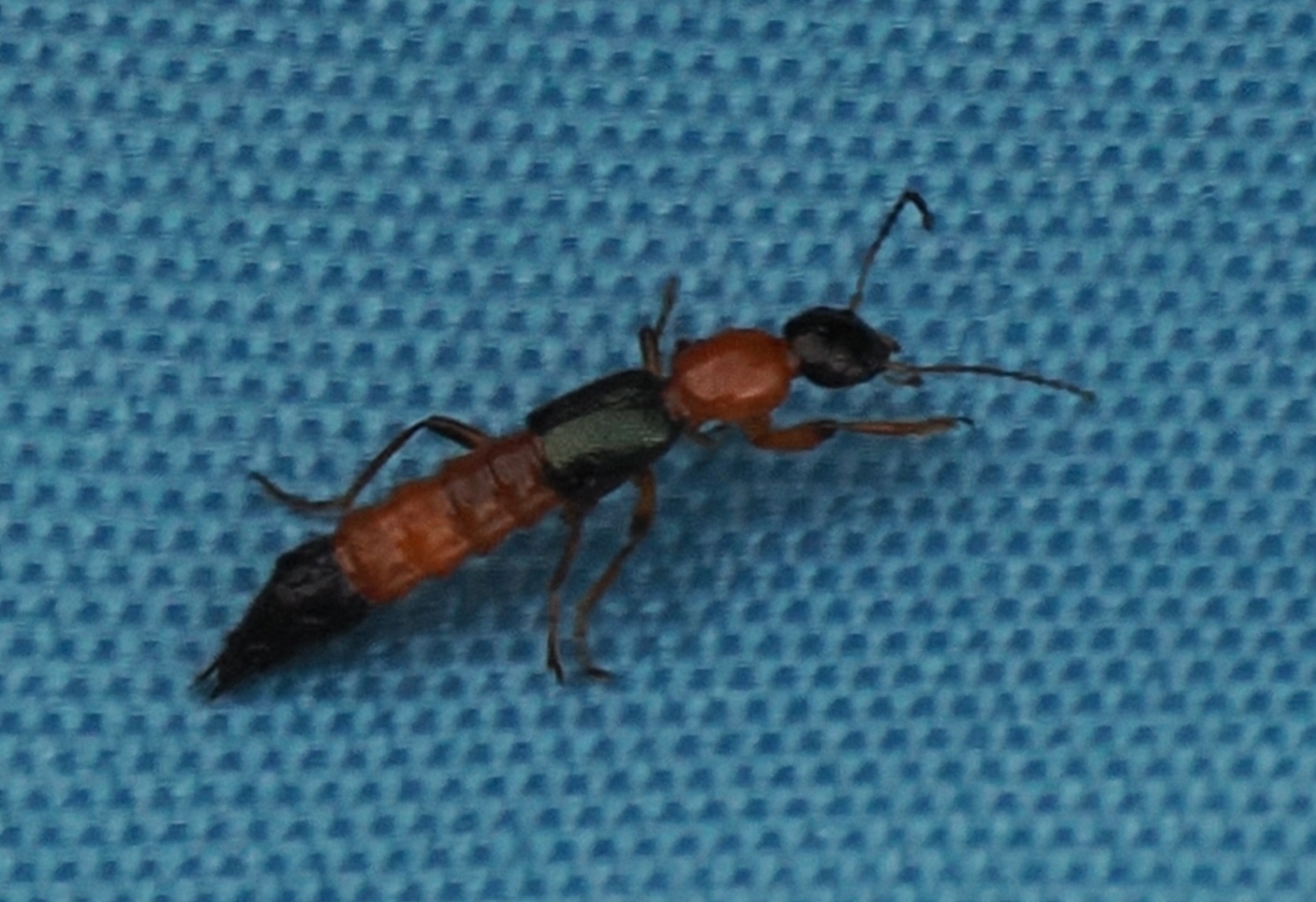 cf-Paederus-riparius